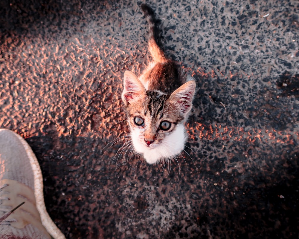 brown tabby cat on brown textile