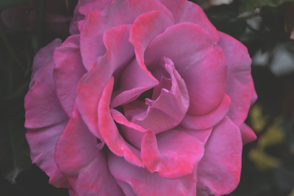 pink rose in bloom close up photo