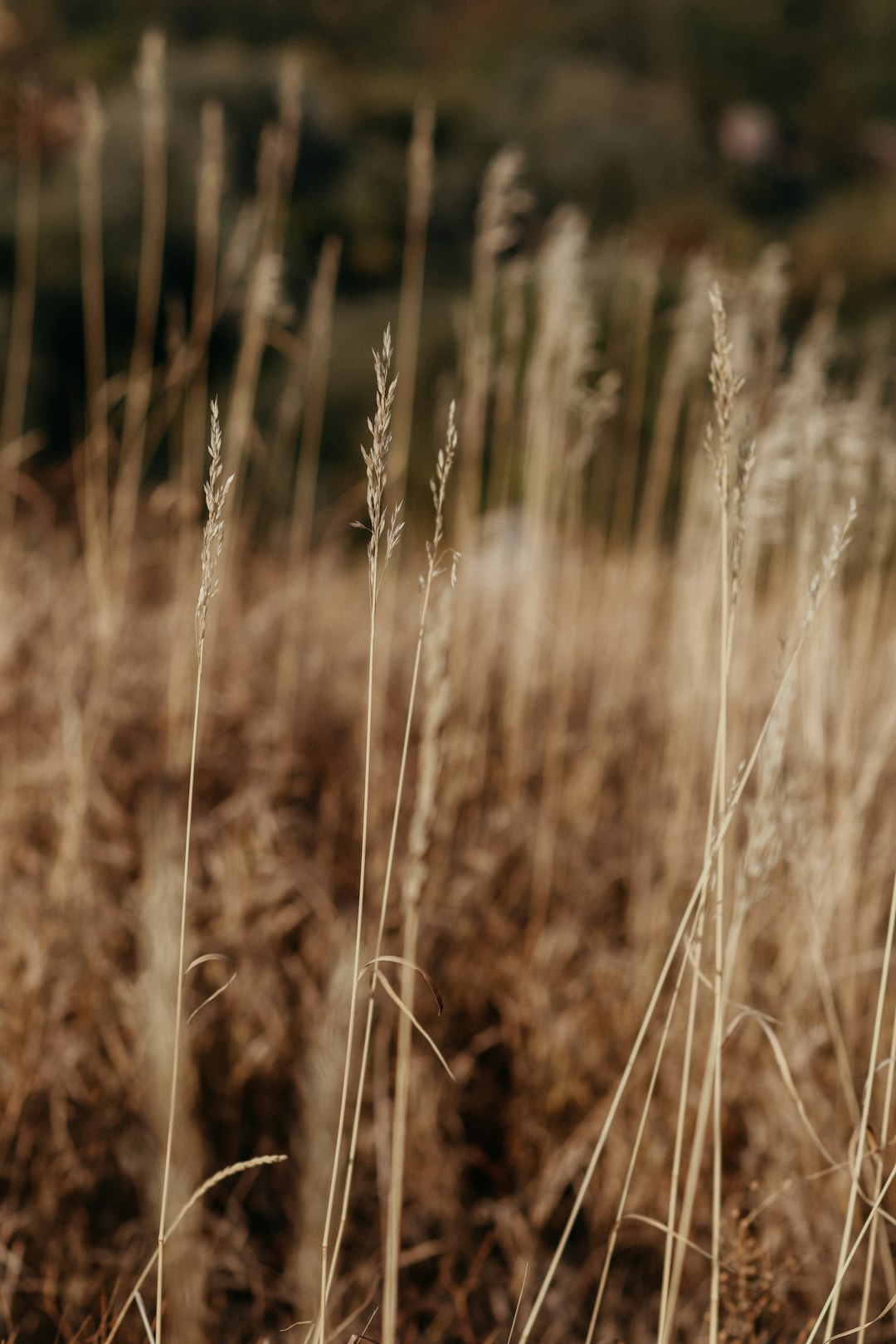 brown wheat field during daytime