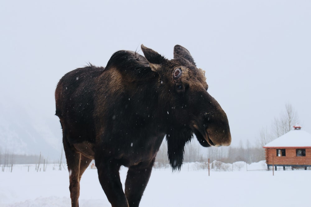 black cow on white snow field during daytime