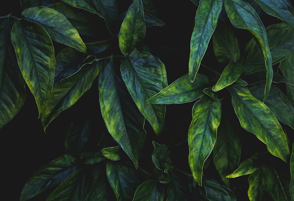 green leaves with water droplets