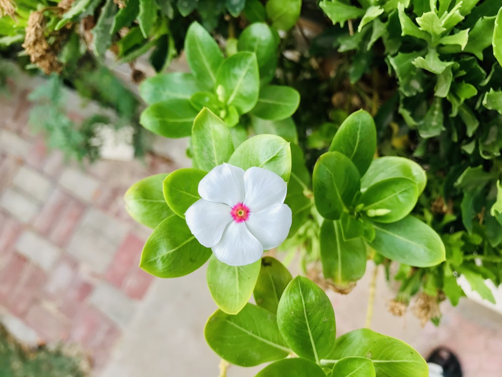 white flower with green leaves