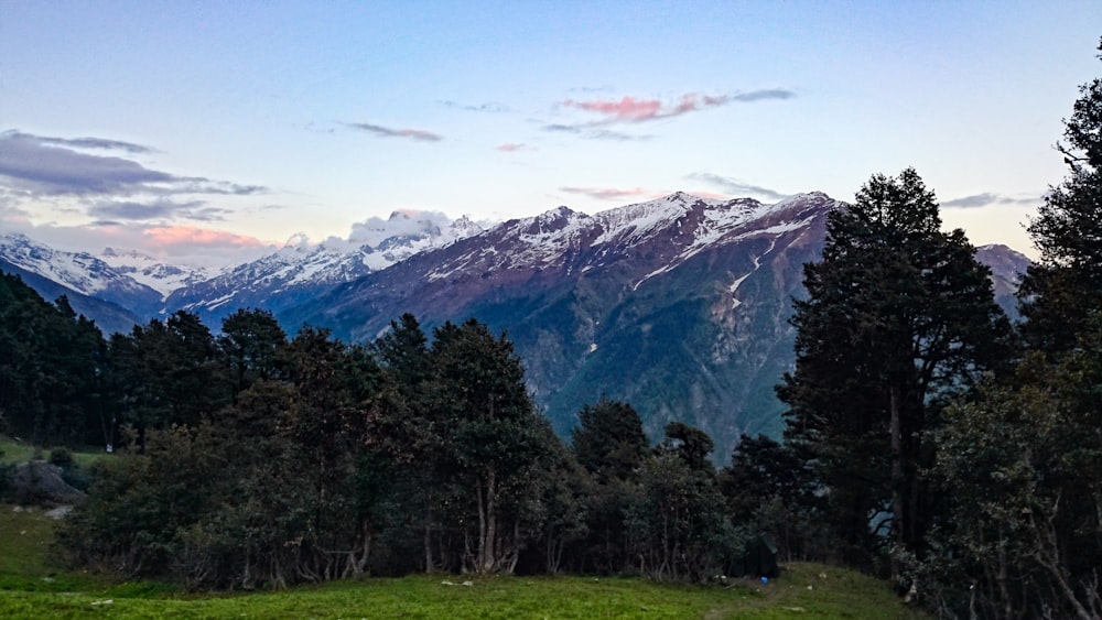 green trees near mountain under blue sky during daytime