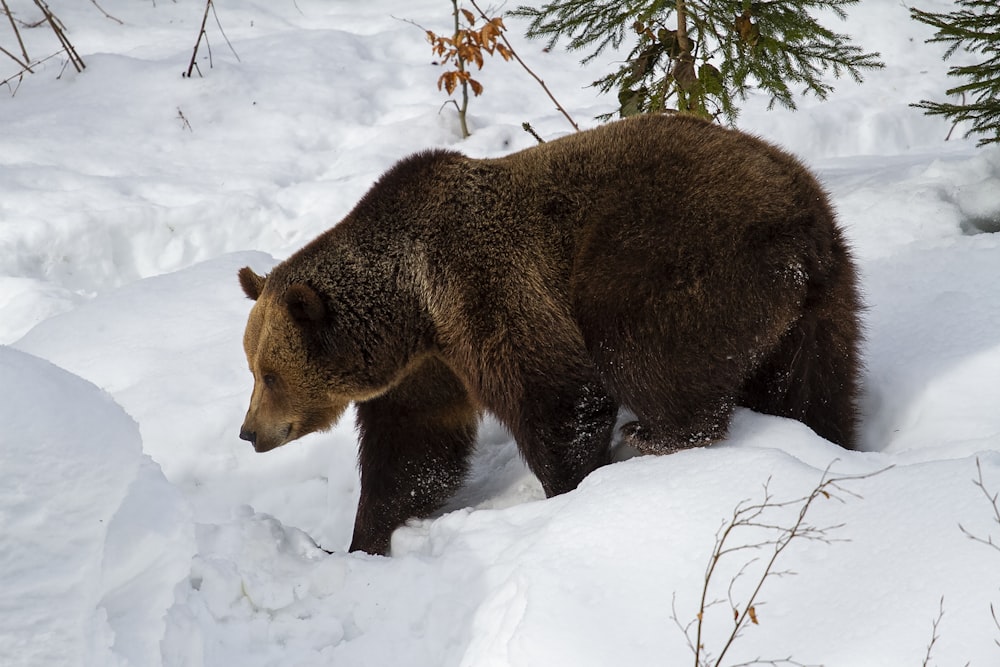 a large brown bear walking across a snow covered forest