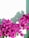 purple flowers with white background