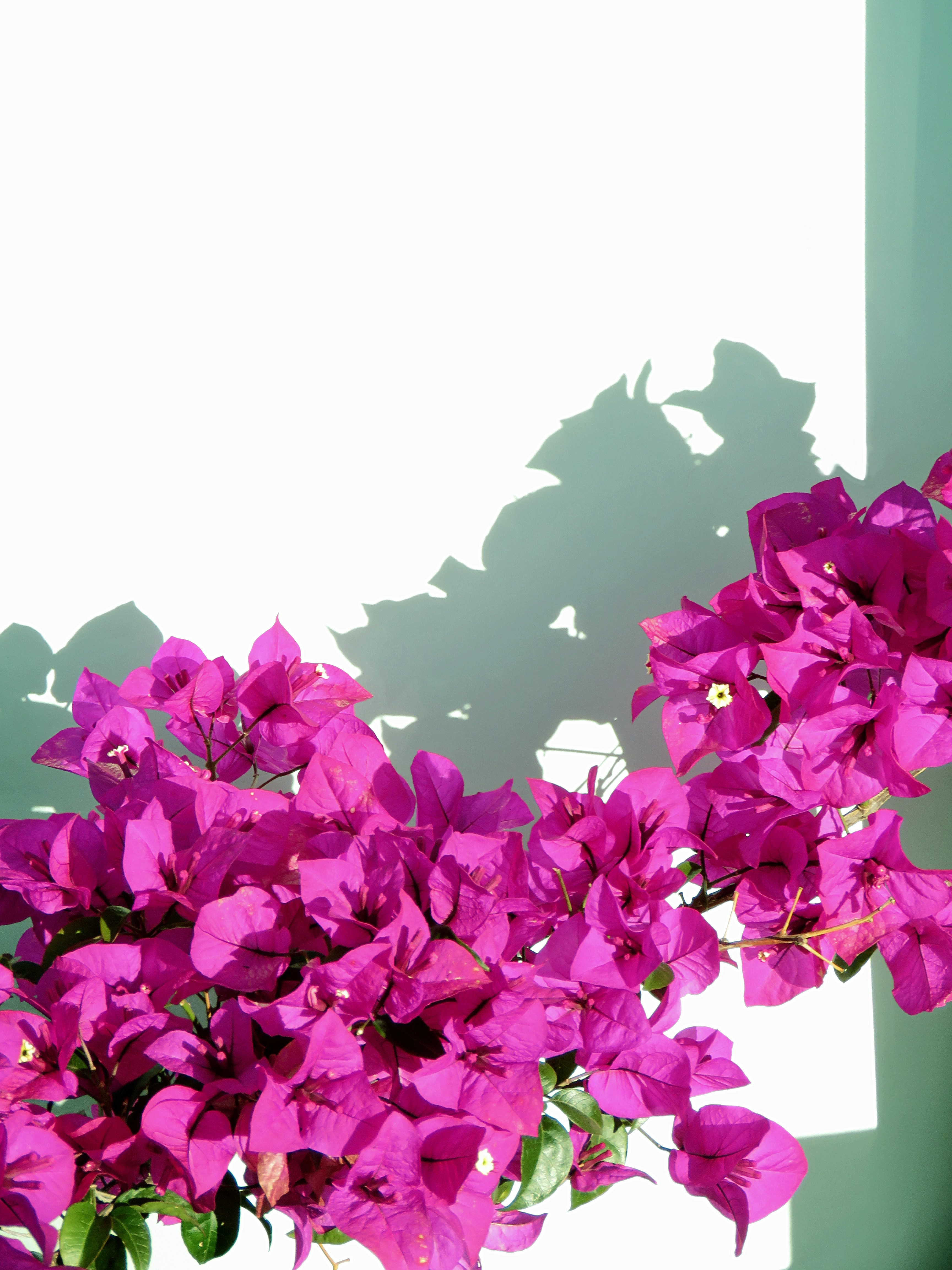 Beacons banner for @mayu