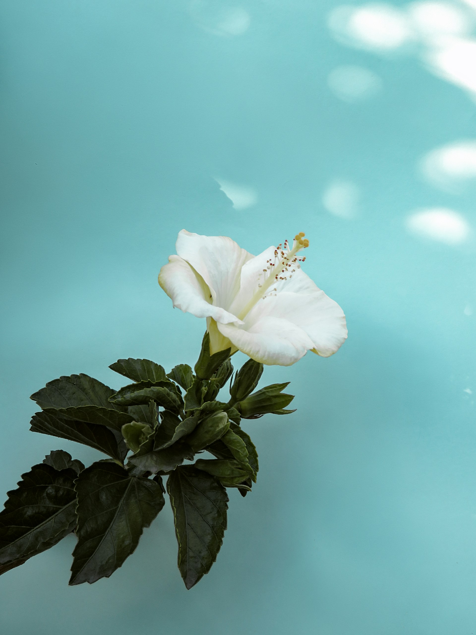 white flower with green leaves