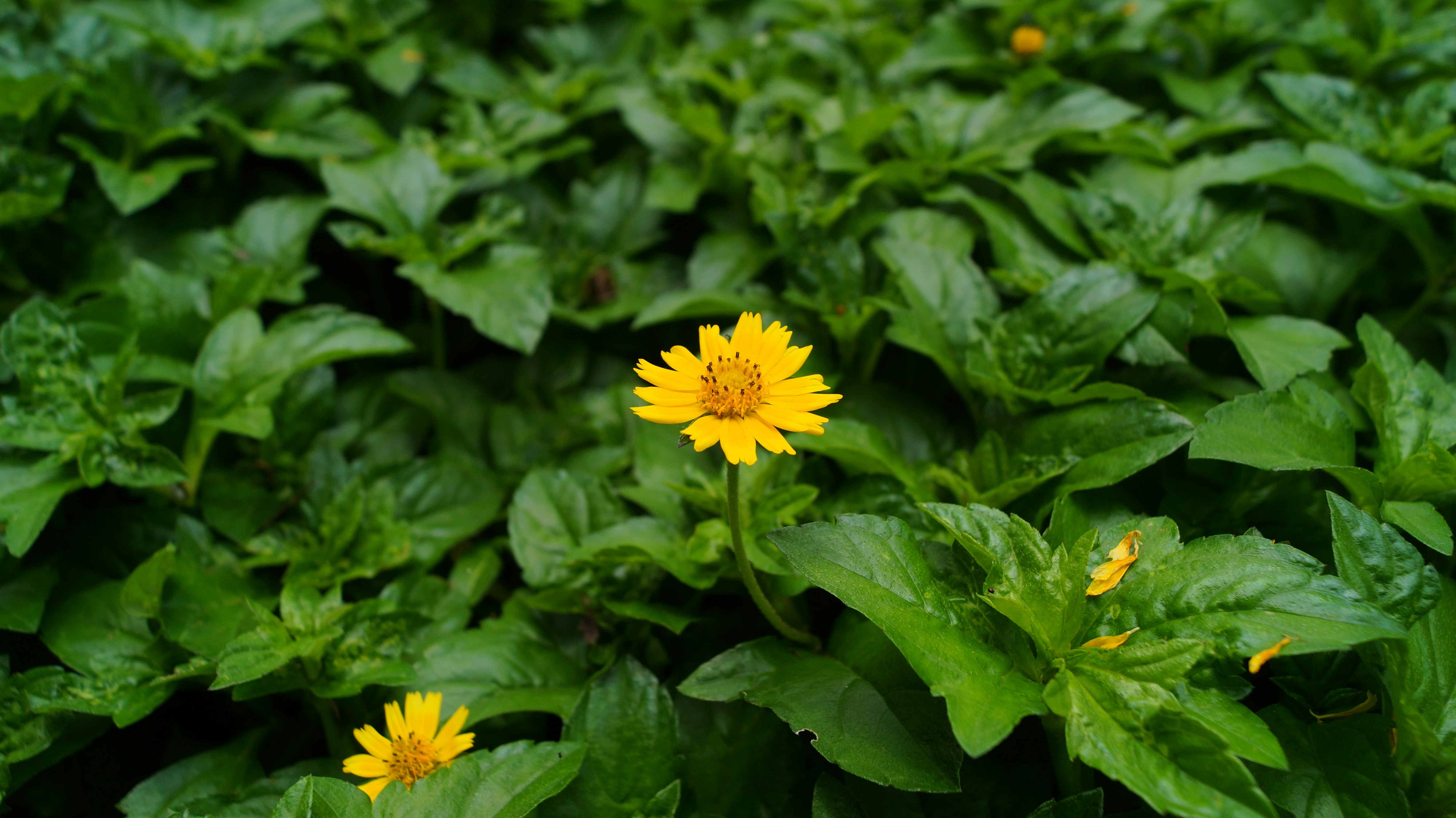 Photo by smartdicson