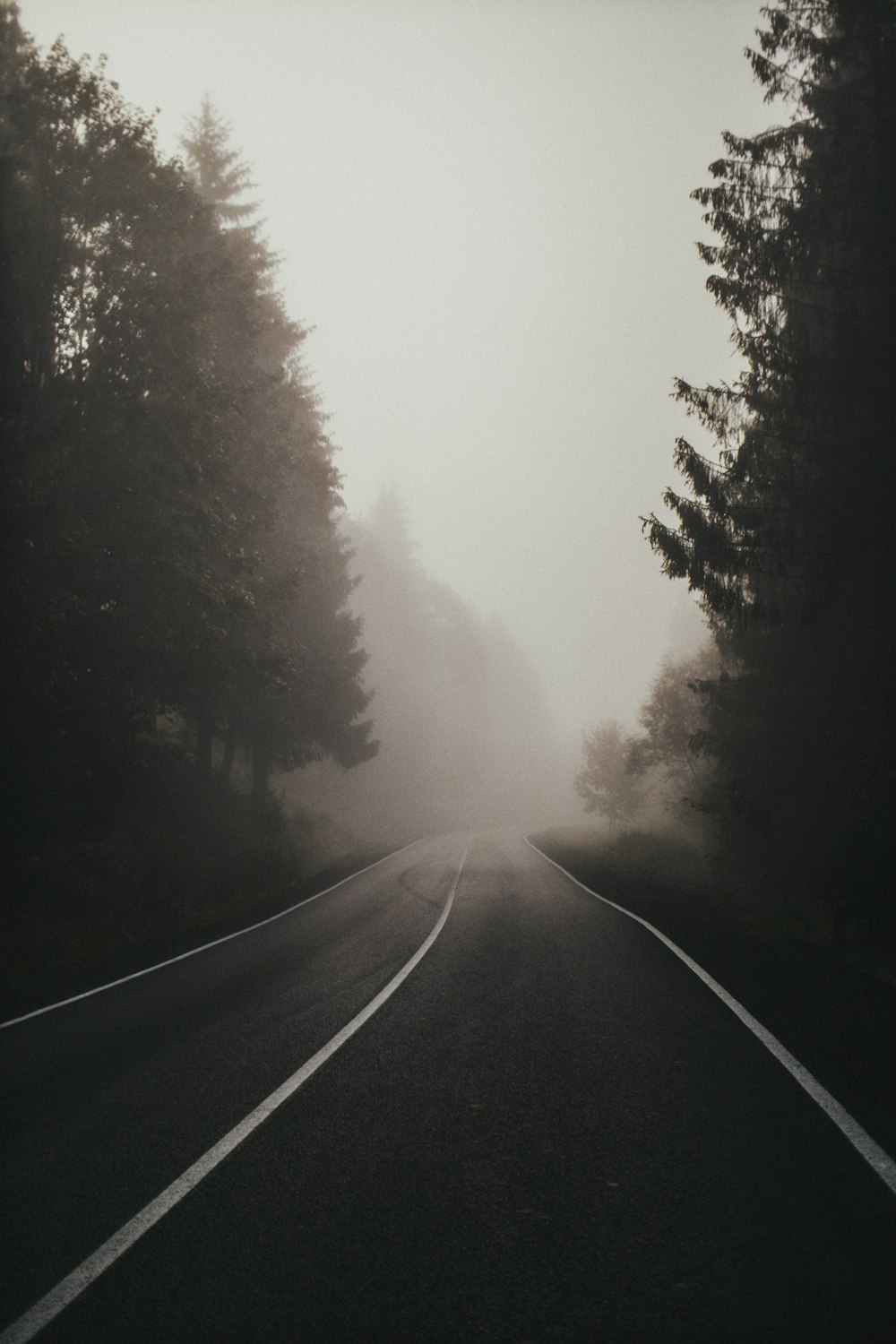 Schwarze Asphaltstraße zwischen grünen Bäumen, die tagsüber mit Nebel bedeckt sind