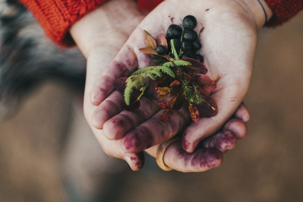 fruits ronds rouges et noirs sur la main des personnes