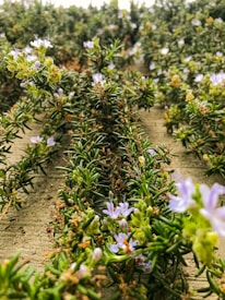 A detailed close-up of green rosemary plants with small, delicate purple flowers. The plants are densely packed and fill the image, creating a lush, textured landscape. The focus is on the plants in the foreground, while the background is softly blurred, emphasizing the depth and richness of the scene.