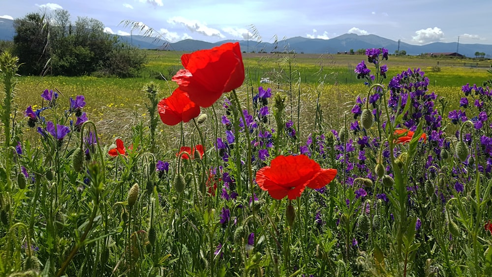 red flower on green grass field during daytime