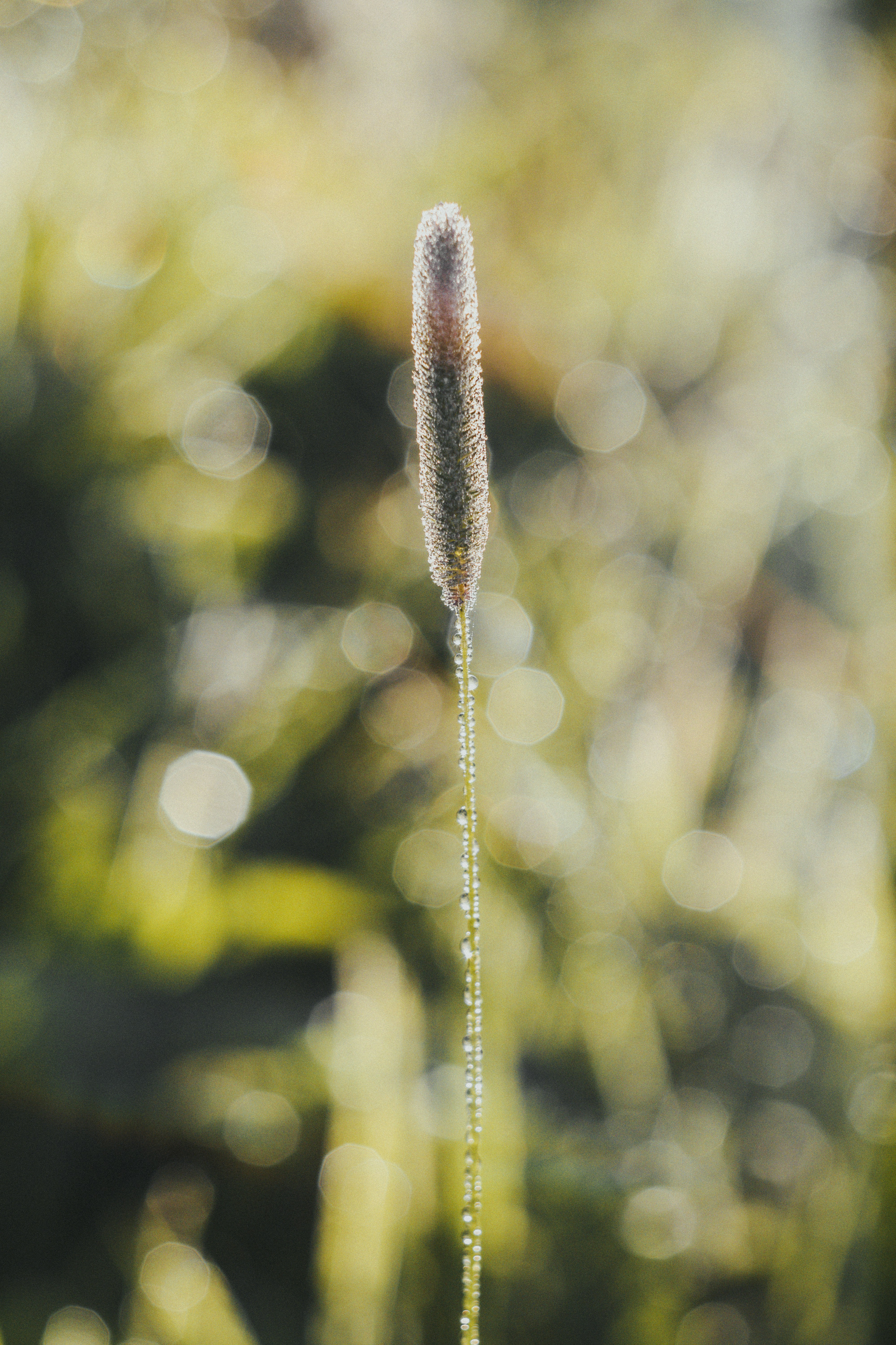 brown and white plant stem