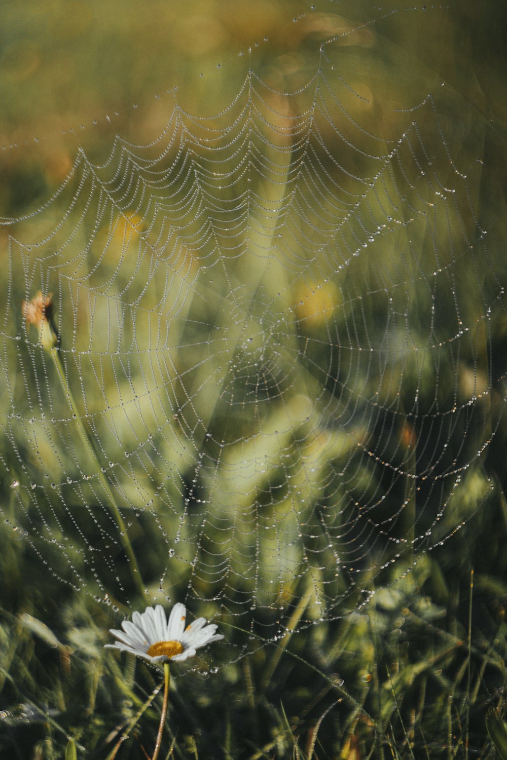 spider web in close up photography