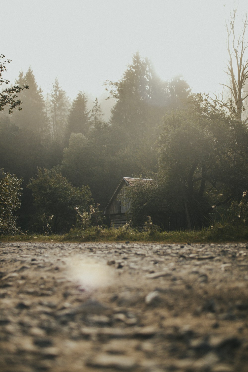 brown wooden house in the middle of forest