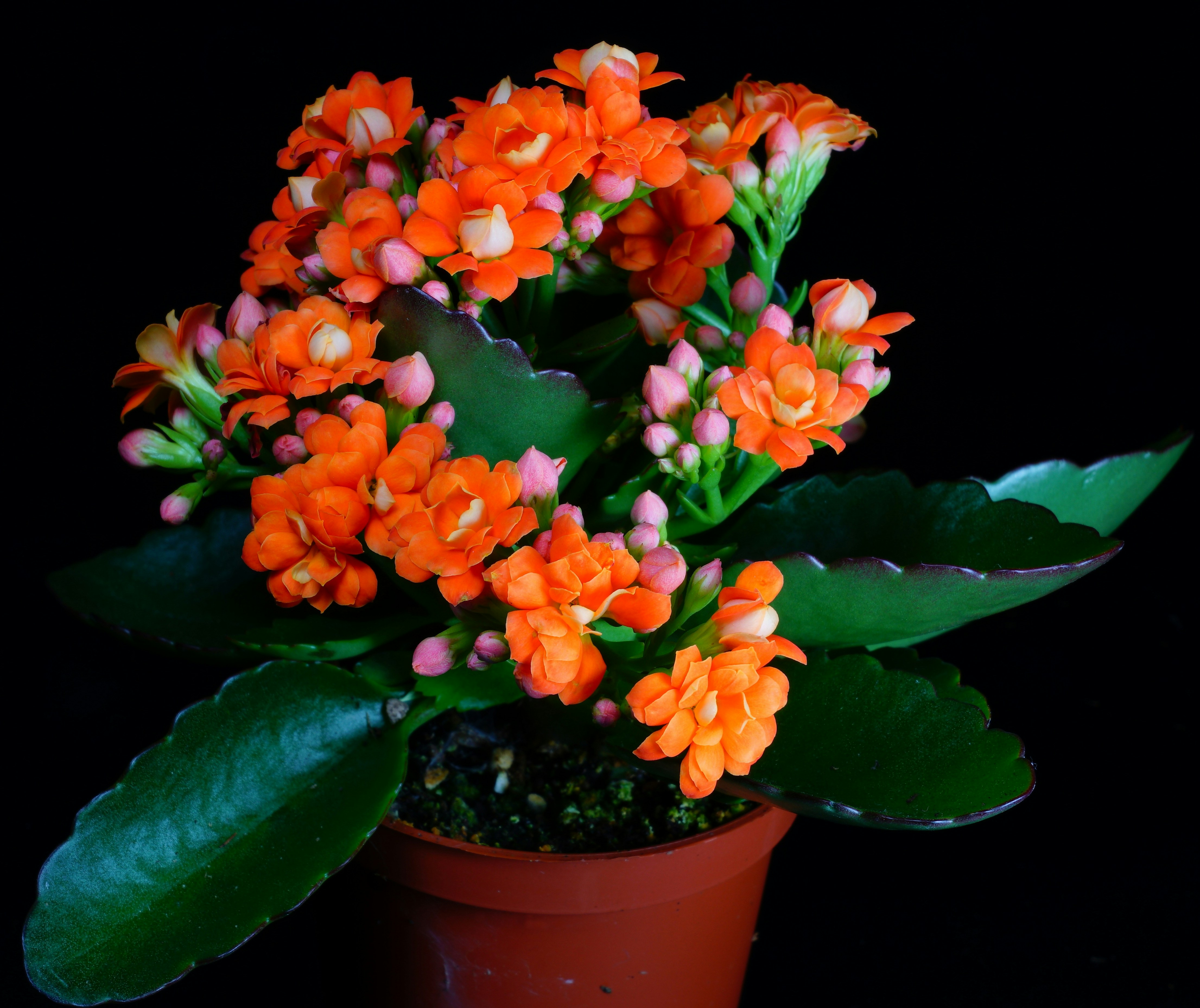 Calanchoê a flor-da-fortuna: Aprenda a melhores dicas de cultivo