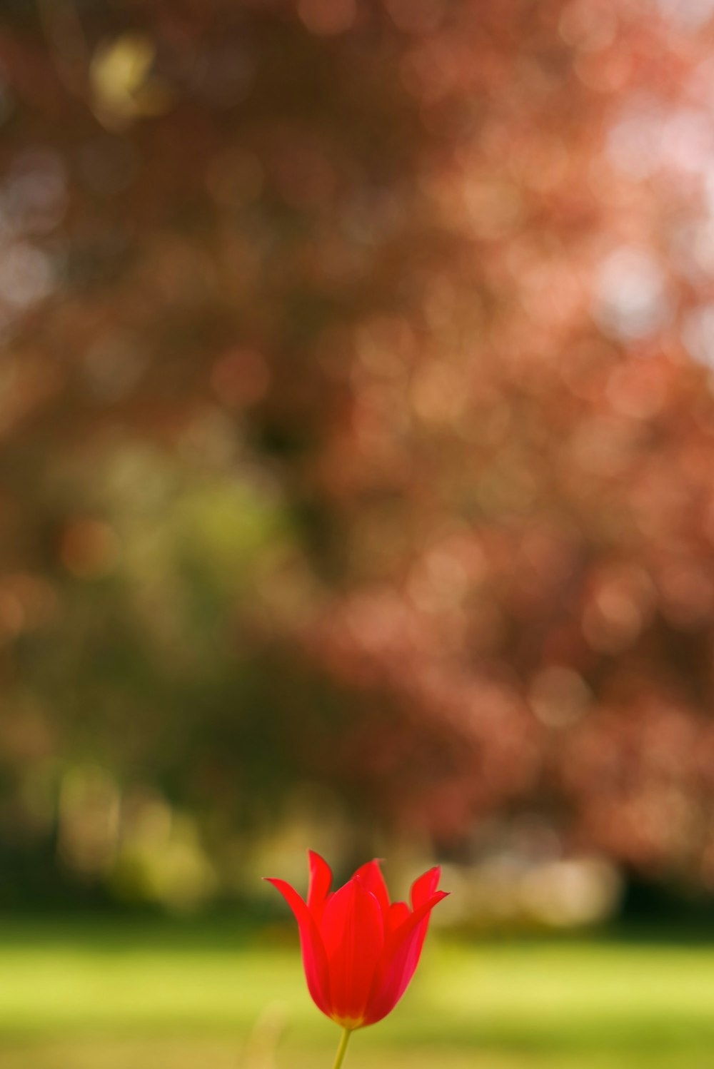 red flower in tilt shift lens