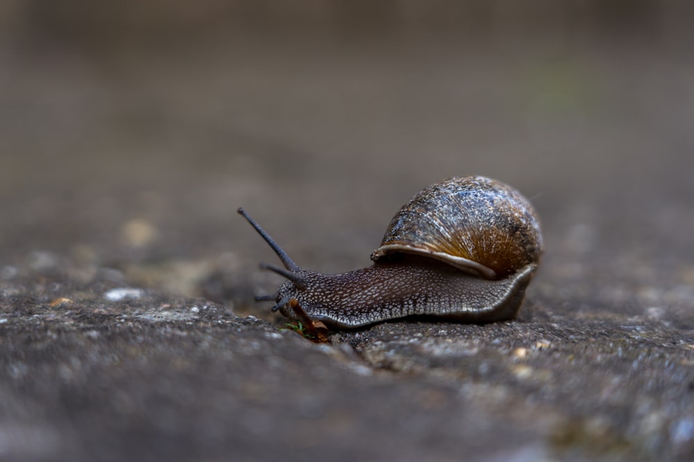 brown snail on gray rock