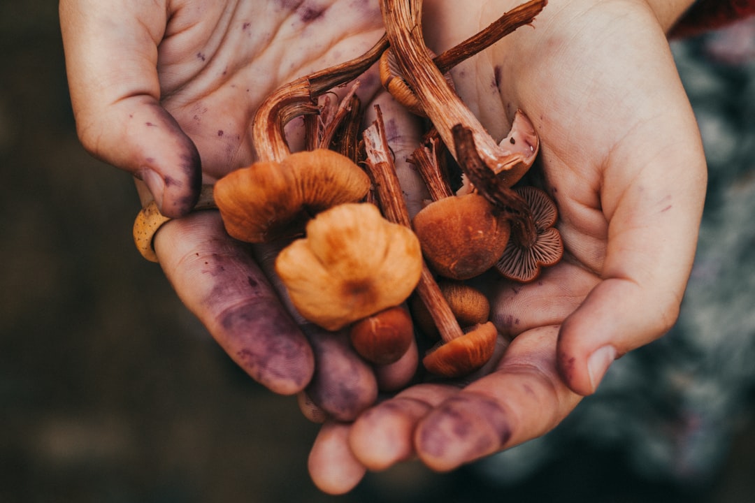 brown mushrooms on white textile