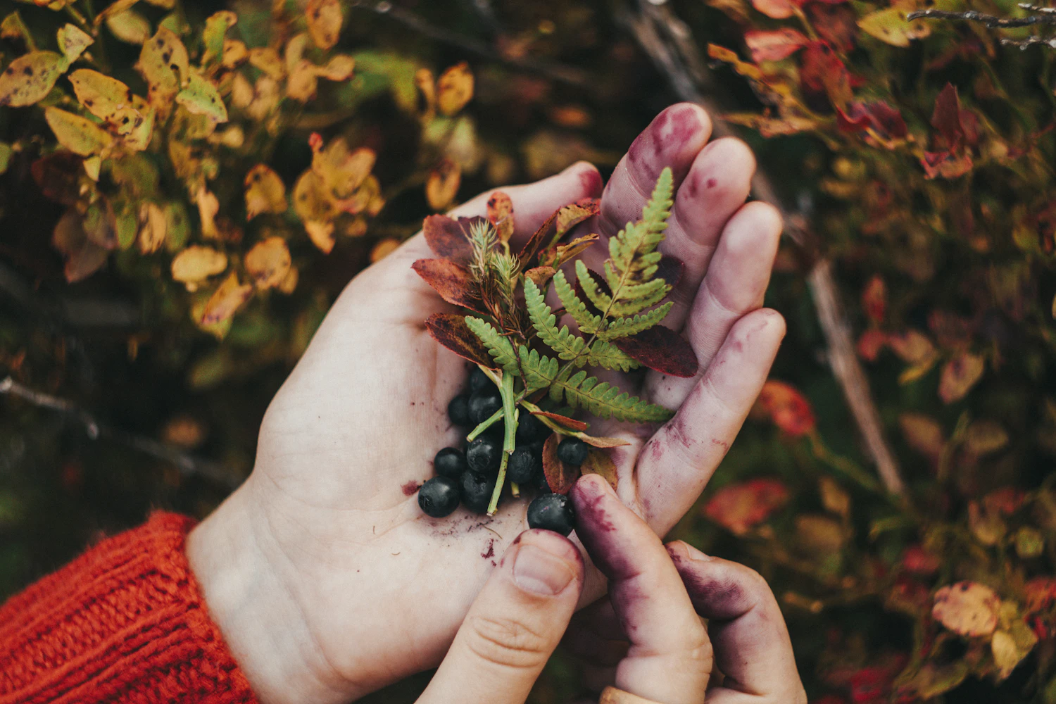 Two pairs of hands sorting bilberries out of leaves