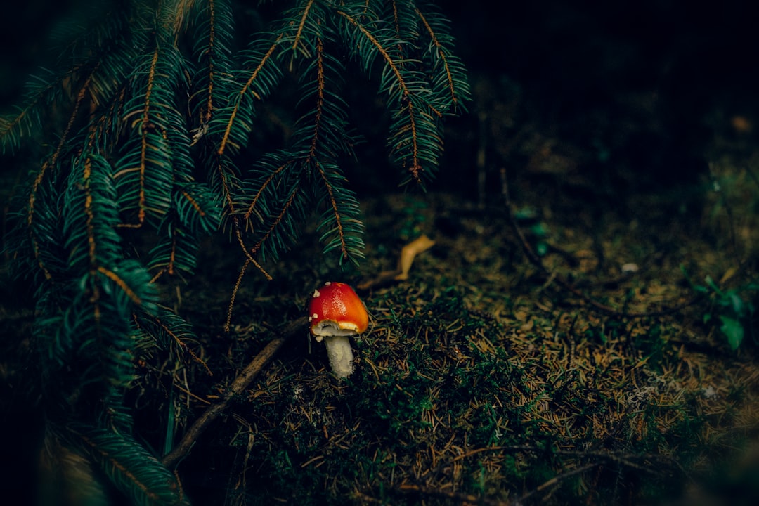 red and white mushroom on green grass