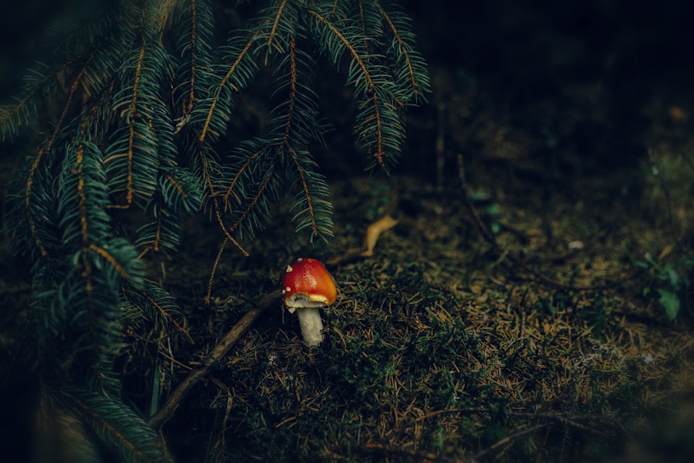 red and white mushroom on green grass