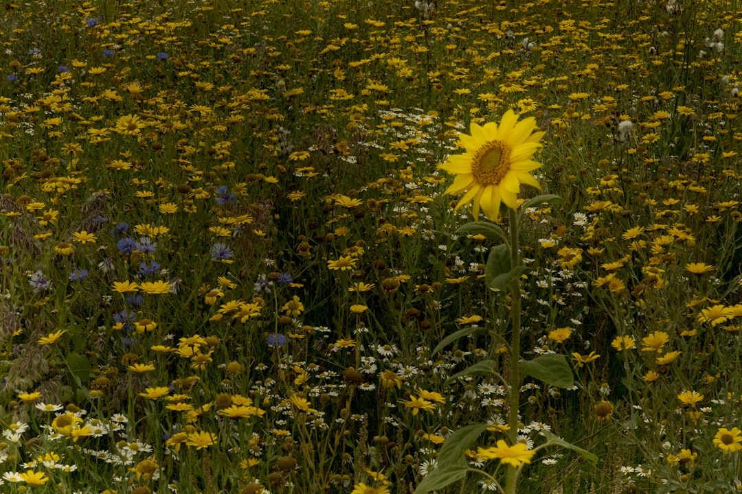 A field of vibrant sunflowers