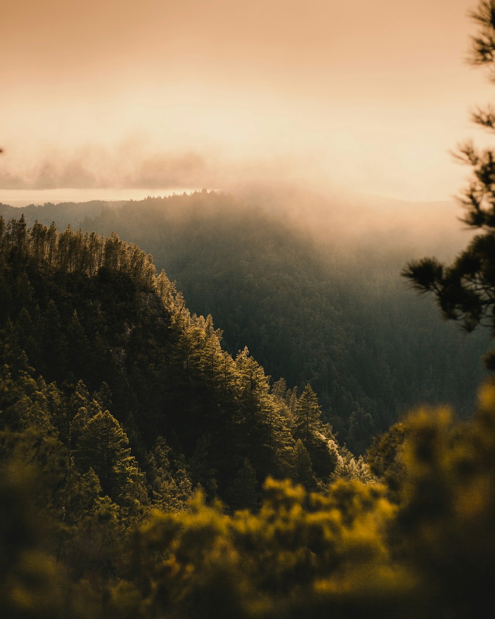 green trees on mountain during daytime