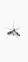 black and white moth on white surface