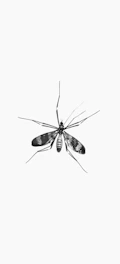 black and white moth on white surface