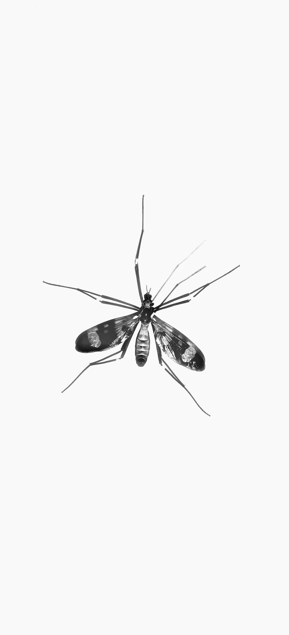 black and white moth on white surface