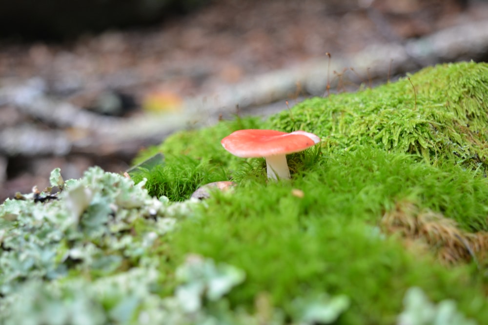 champignon brun sur herbe verte pendant la journée