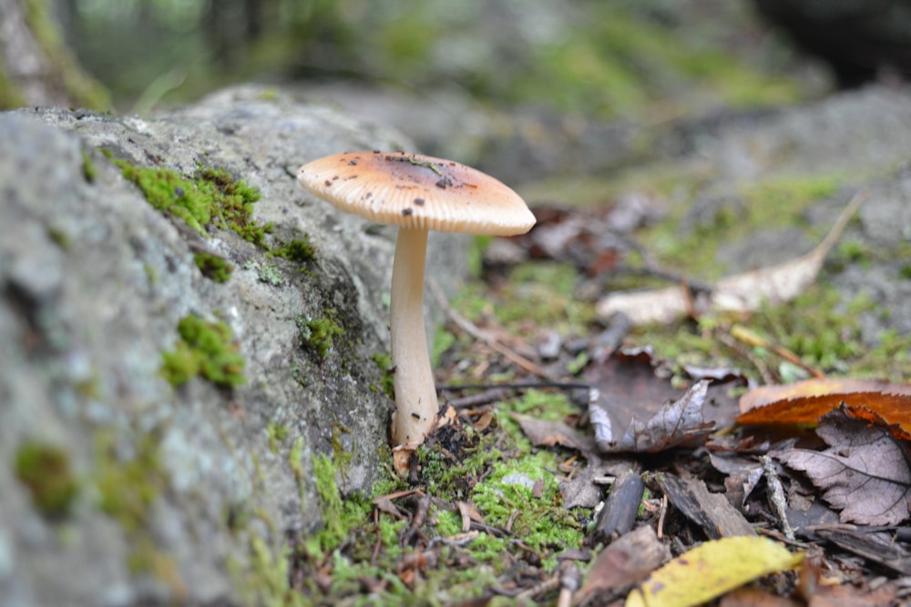 brown mushroom on green moss