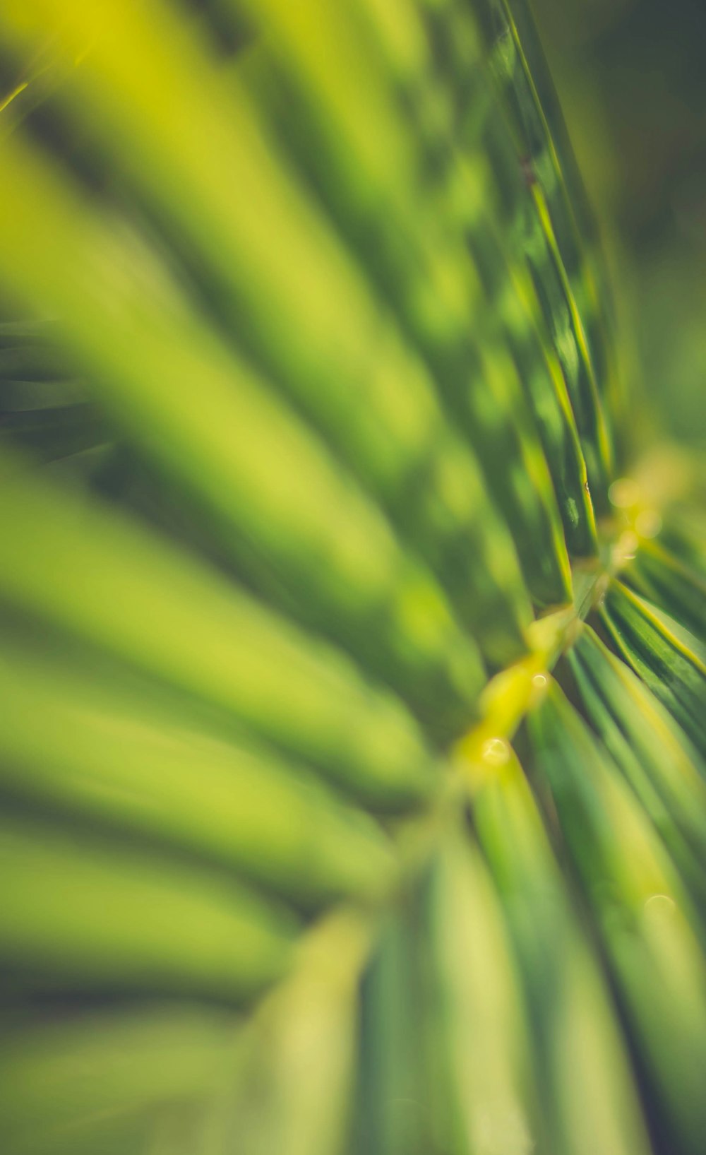 green leaf plant in close up photography