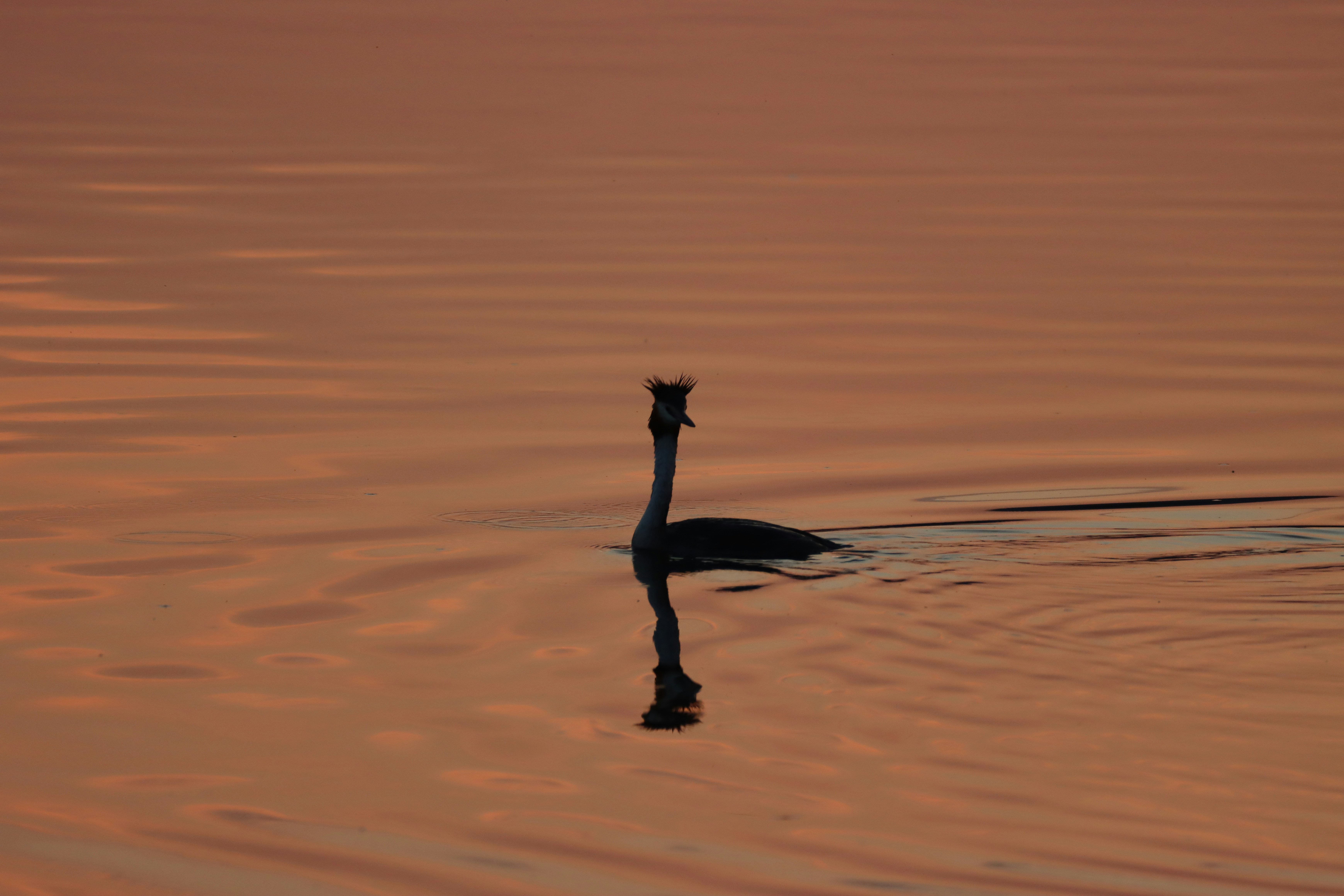 Tagsüber im Wasser ducken