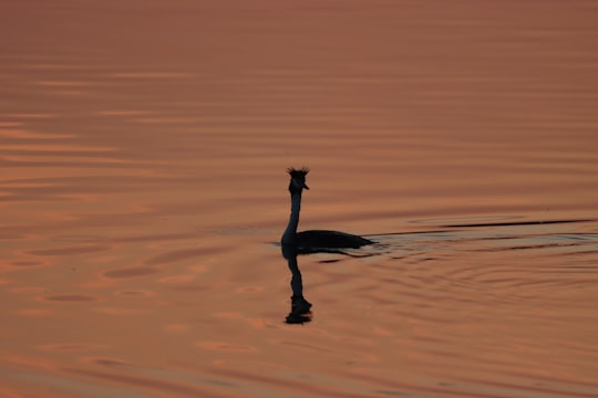 duck in water during daytime in Klingnauer Stausee Switzerland