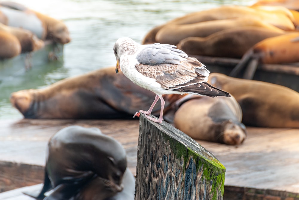 white and brown bird on brown wooden fence near body of water during daytime