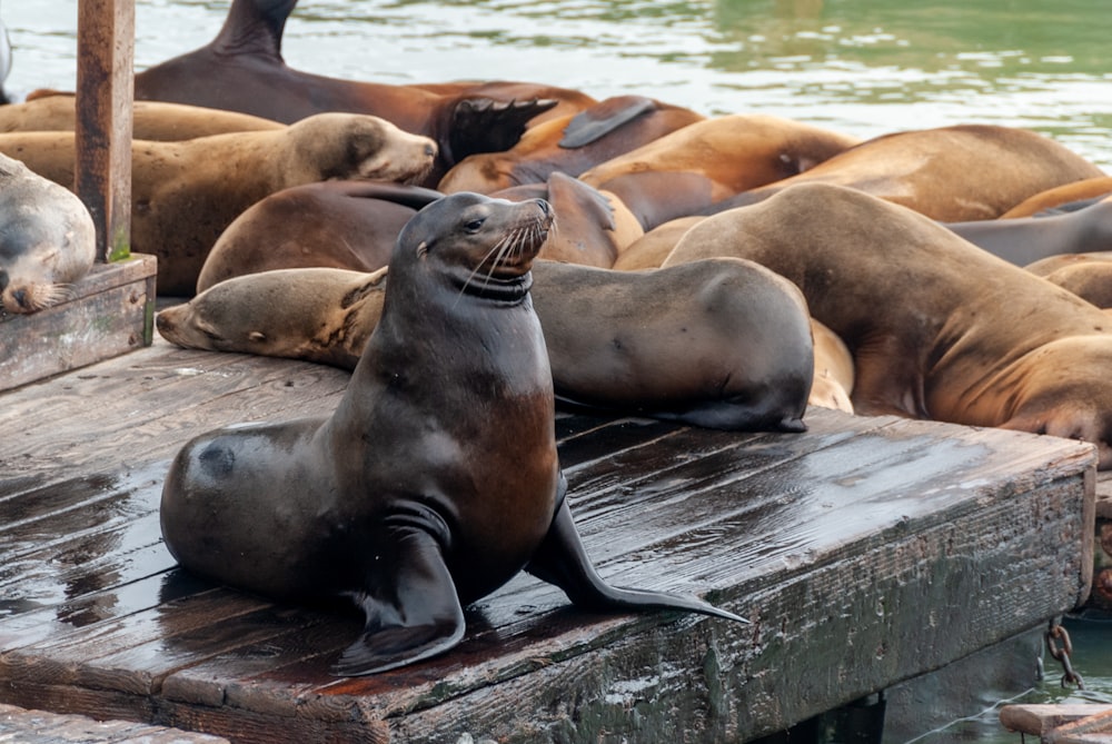 seal on gray concrete dock during daytime