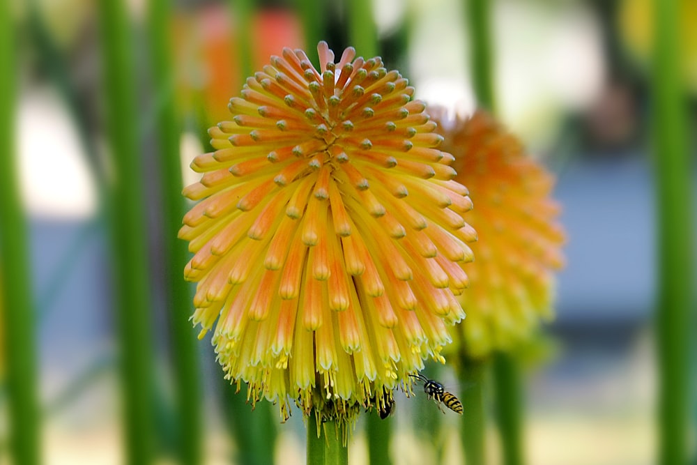 Fiore giallo e verde nell'obiettivo decentrabile