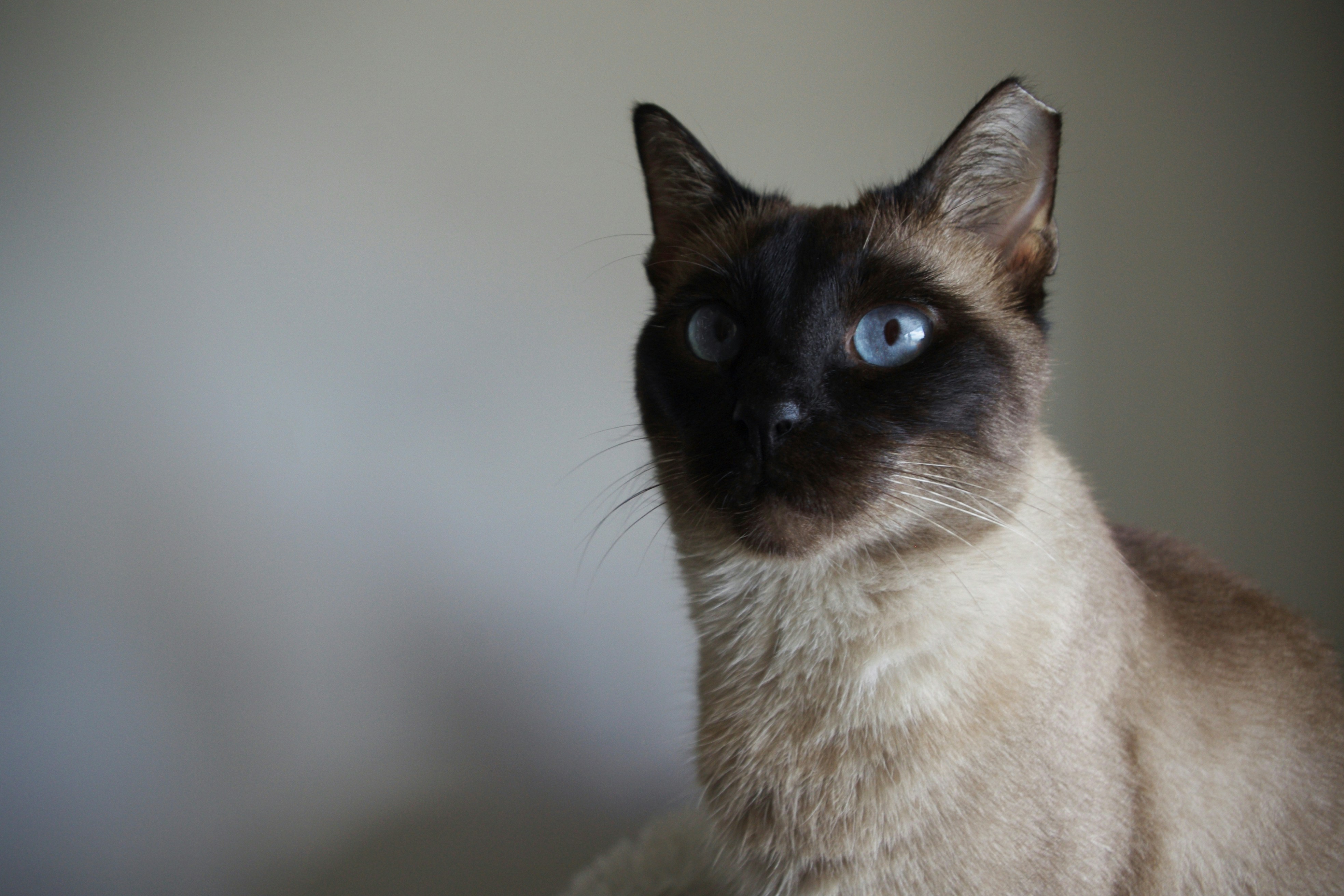 A sleek siamese cat.