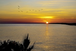 silhouette of palm trees near body of water during sunset