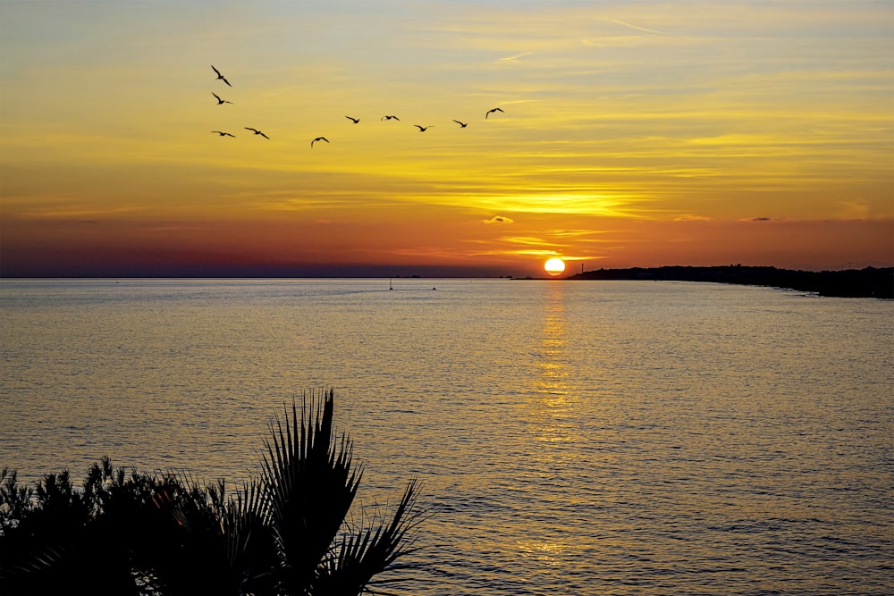 silhouette de palmiers près du plan d’eau au coucher du soleil