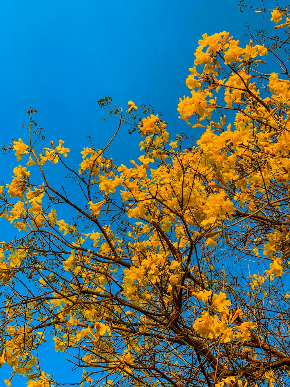 hojas amarillas en la rama de un árbol durante el día