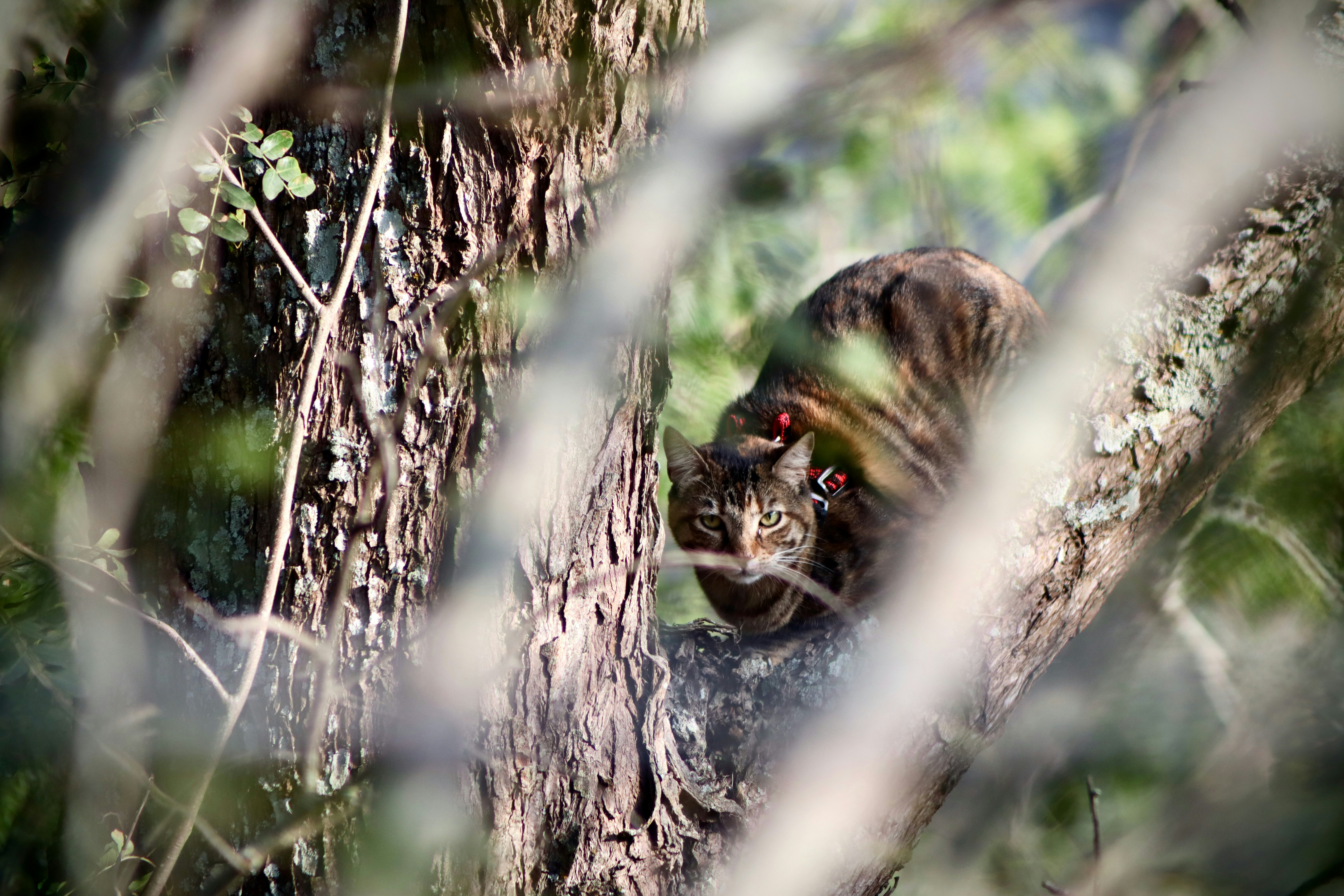brown and black cat on brown tree branch during daytime