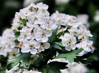 white flowers with green leaves