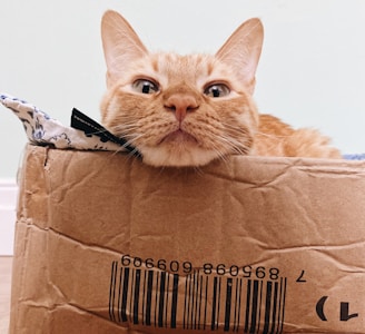 orange tabby cat in brown cardboard box