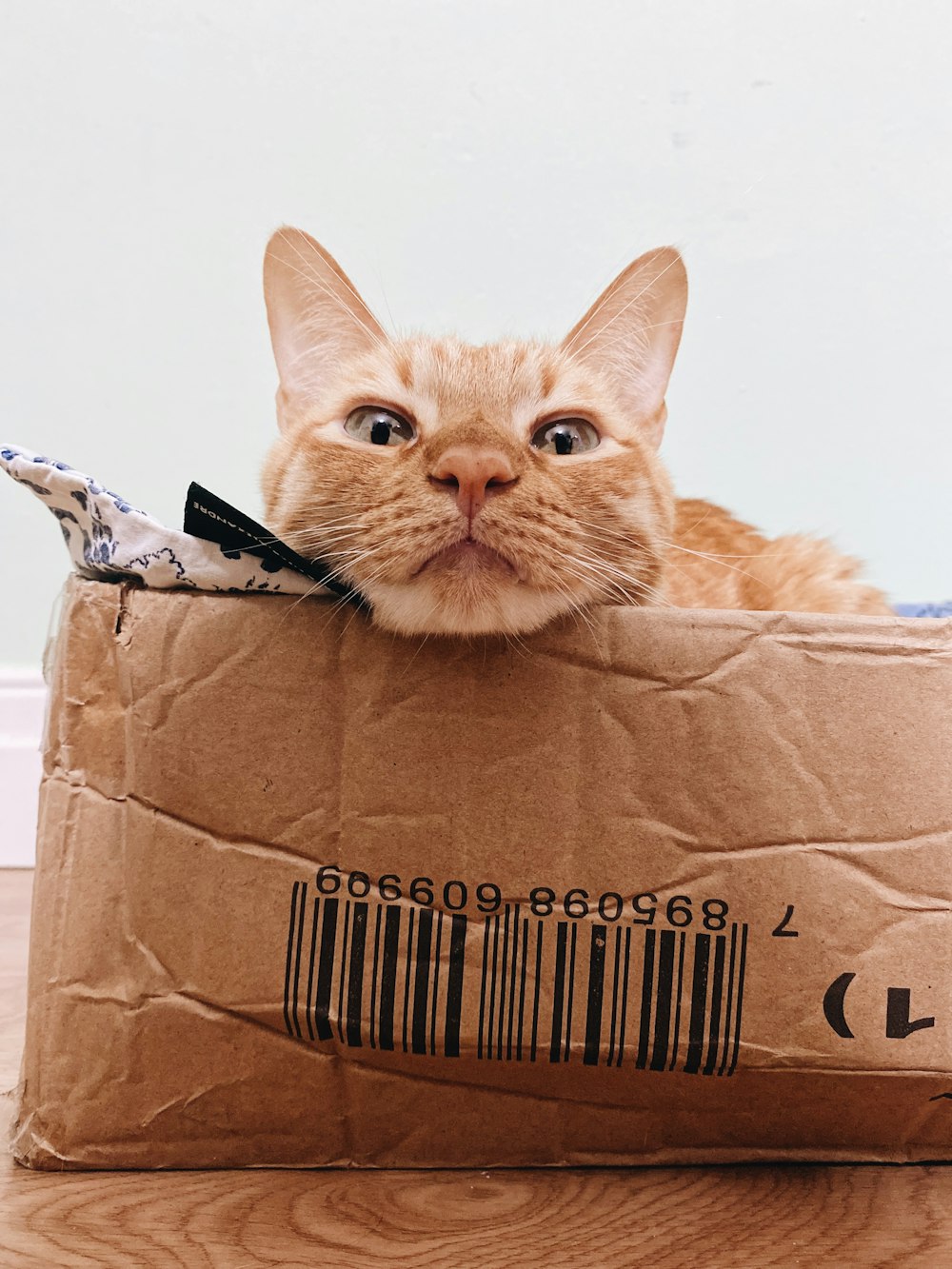 orange tabby cat in brown cardboard box