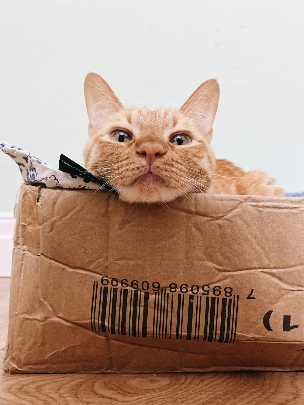 갈색 마분지 상자에 있는 주황색 얼룩무늬 고양이
