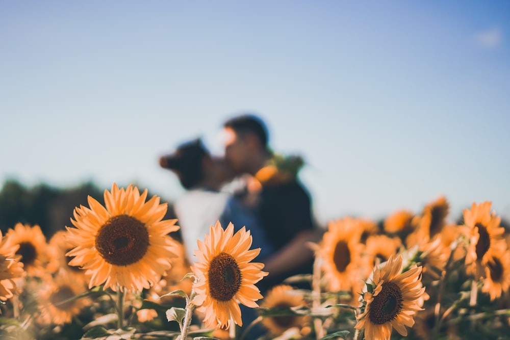 yellow sunflower field during daytime