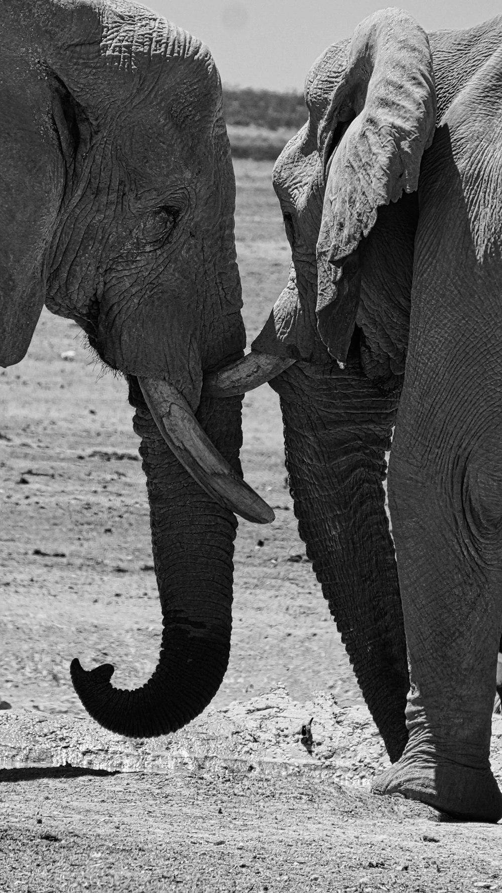 grayscale photo of elephant walking on sand